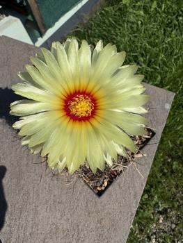 Astrophytum capricorne
